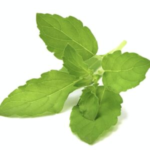 mulethi / licorice root (whole) (glycyrrhiza glabra)